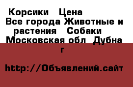 Корсики › Цена ­ 15 000 - Все города Животные и растения » Собаки   . Московская обл.,Дубна г.